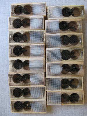 Ana arı tahta kafes