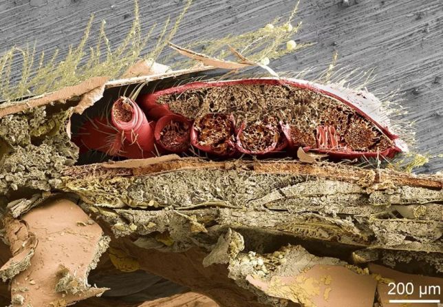 Varroa karın halkaları arasında beslenirken